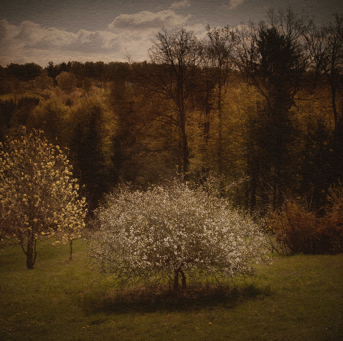 Garden and Trees, Trees, Eiche, Quercus